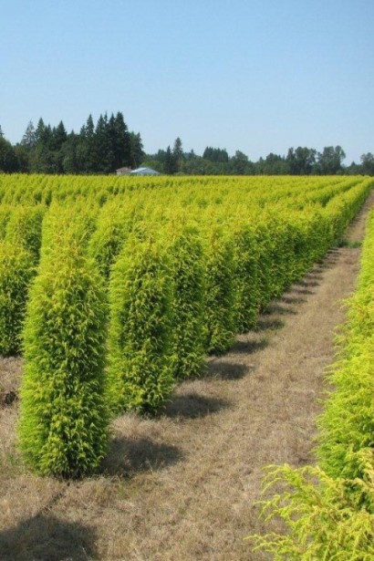 Можжевельник обыкновенный Голд Кон